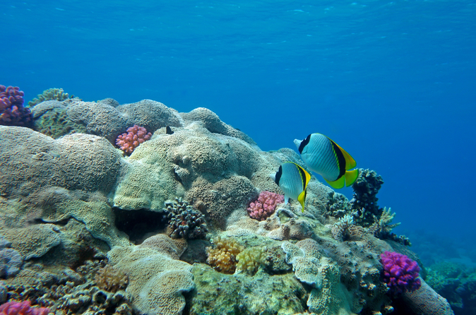 Schnorchelausflug von Safaga Hafen nach Sharm El Naga